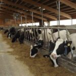 ferma vaci AgroExpert