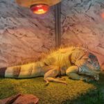 reptila zoo