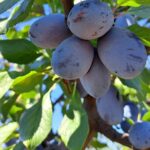 prune moldovenesti