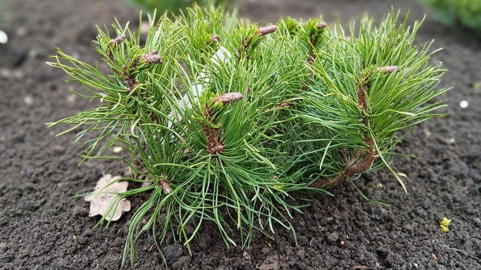 scuar ciocana